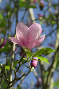 粉红色的木兰或郁金香树。