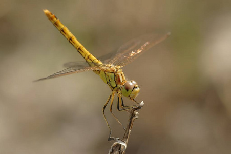 眼睛 动物 美丽的 野生动物 分支 生活 自然 蜻蜓 特写镜头
