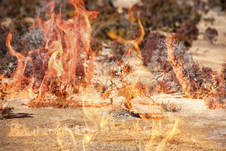 澳大利亚灌木在火中燃烧