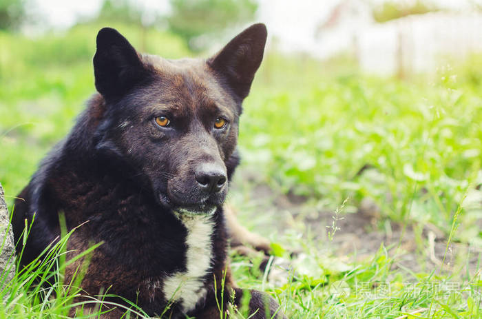 一只大黑狗躺在草地上的画像