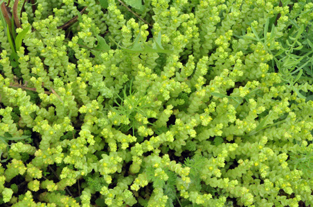 石景天(sedum acre)生长在野外照片