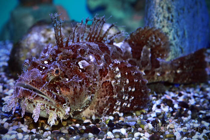 海洋水族馆中的一种石鱼