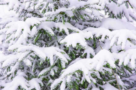 冬日松树枝头白雪皑皑森林自然亮丽摄影