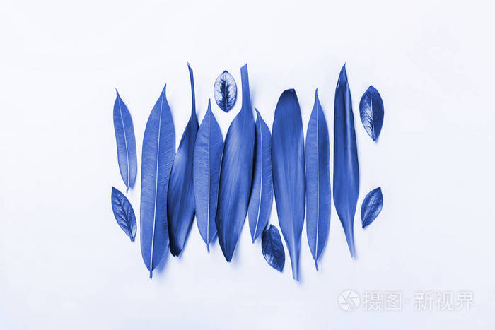 白色背景上美丽的蓝色叶子质地