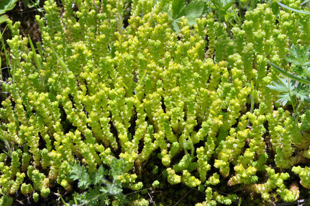石景天(sedum acre)生长在野外照片