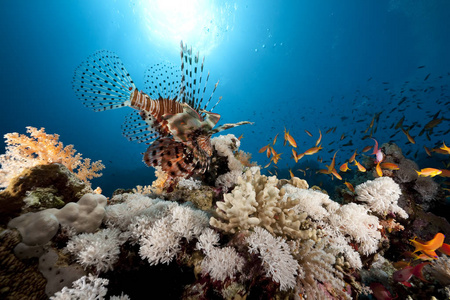 水肺 潜水 自然 珊瑚 墙纸 海洋 环境 海的 深的 夏天