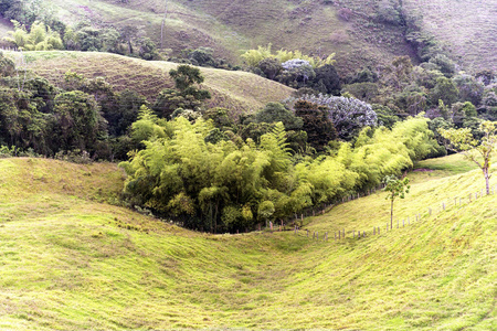 绿色植物 天空 奎迪奥 森林 高的 旅游业 环境 摄影 自然