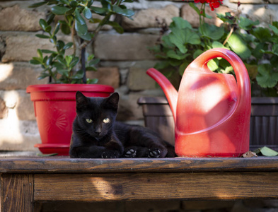 The little black domestic cat 