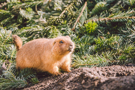 松鼠的爪子一只高山土拨鼠吃东西的特写镜头.成年棕色高山土拨鼠特写.