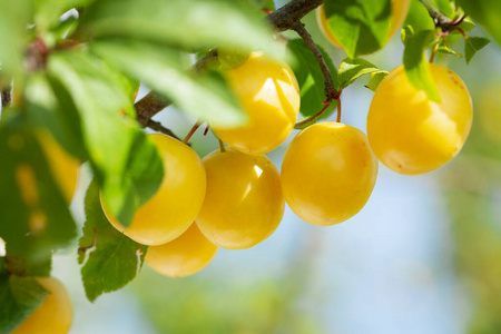 黄梅成熟的黄梅枝摄影图