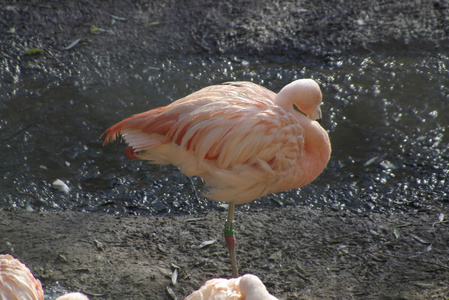 动物 颜色 美女 动物园 火烈鸟 美丽的 脖子 野生动物