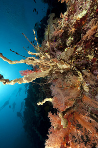 自然 潜水 阳光 水下 深的 埃及 水肺 潜水员 盐水 硬珊瑚