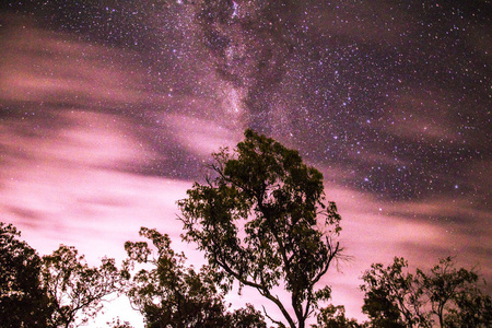 星空下的棕榈树图片