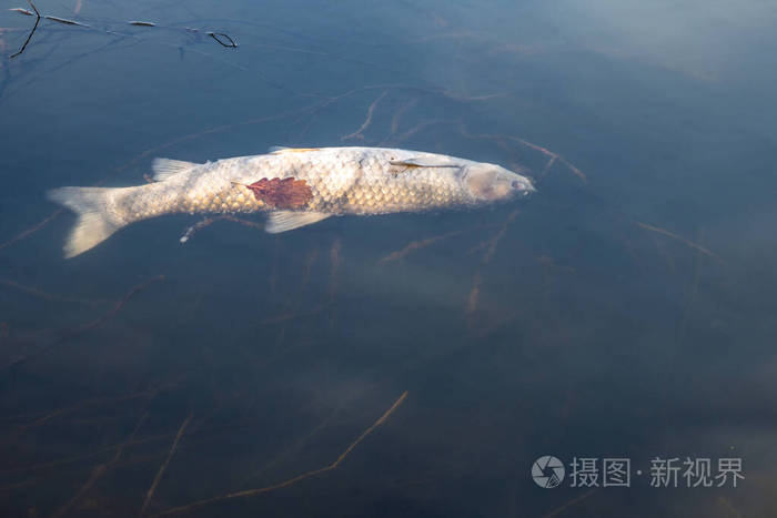 缺氧垂死的鱼