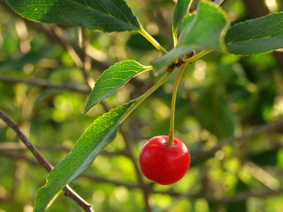 收获 夏天 饮食 营养 生长 季节 浆果 植物 环境 自然