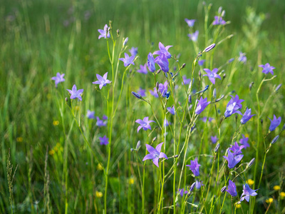夏天 开花 植物 花园 春天 紫色 紫罗兰 美丽的 植物学