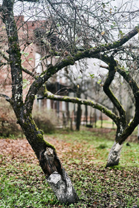 阴天花园里弯曲的老树图片