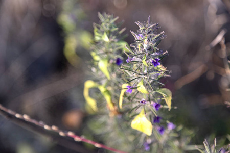 植物 春天 植物区系 自然 花的 植物学 开花 夏天 花园