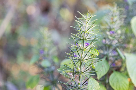 植物区系 自然 夏天 春天 花园 植物 植物学 盛开 开花