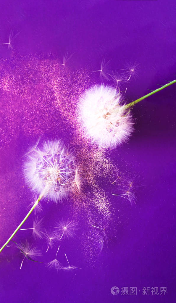 白色蒲公英背景创意丰富流行的颜色节日背景或项目概念