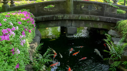 一座桥和锦鲤池在东京的森索吉寺