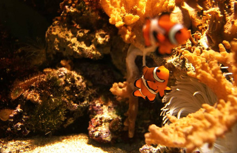 野生动物 海洋 水肺 海的 动物 旅行 环境 小脑 水族馆