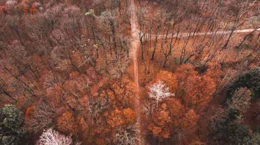 乌克兰 木材 天空 风景 美丽的 森林 无人机 季节 自然