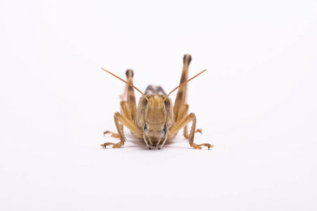 蚱蜢 野生动物 无脊椎动物 动物群 生物学 昆虫 祈祷 生物