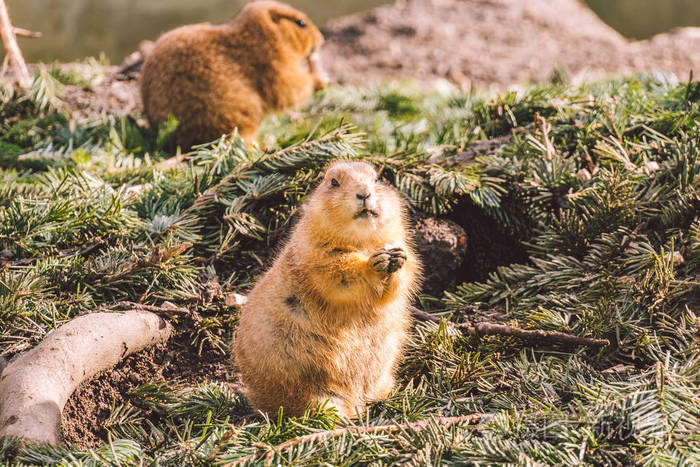 土拨鼠.高山旱獭用爪子吃东西.许多松鼠啮齿动物吃食物