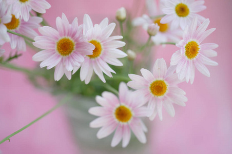 美女 季节 花瓣 颜色 花园 粉红色 开花 花束 特写镜头