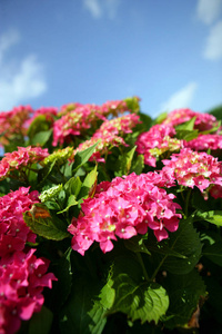 美女 盛开 植物区系 夏天 开花 颜色 粉红色 花瓣 植物