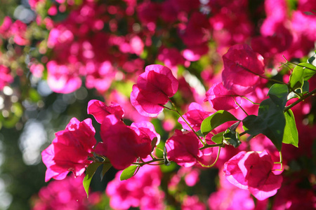 粉红色 颜色 植物 季节 盛开 开花 花园 花瓣 植物区系