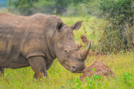 Portrait of cute male bull white Rhino or Rhinoceros in a group 