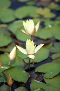 开花 植物学 百合花 春天 植物 莲花 美女 自然 花园