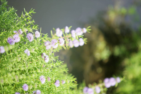 美丽的 美女 春天 领域 植物 植物区系 季节 颜色 花的