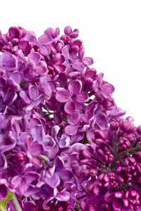 盛开 植物区系 植物学 花园 假日 紫色 邀请 自然 春天