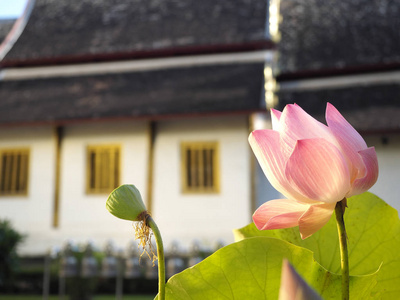 旅游业 百合花 艺术 莲花 流行的 地标 雕塑 城市 辛格