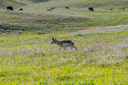 南达科他州卡斯特国家公园的叉角羚