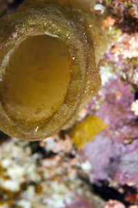 暗礁 深的 潜水 盐水 海的 硬珊瑚 水肺 动物 探索 阳光