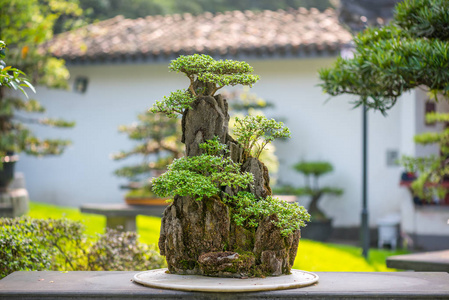 盆景石图片