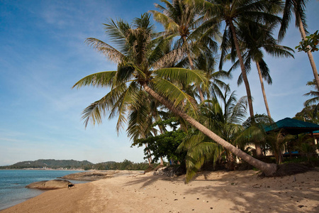 假日 苍穹 泰国 亚洲 棕榈树 绿松石 海洋 天空 热带