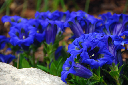 植物区系 风铃 花园 开花 植物学 蓝铃 棘球蚴 自然 龙胆