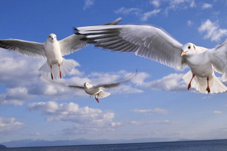 海鸟 野生动物 海鸥 翅膀 自由的 空气 自由 天空 海滩