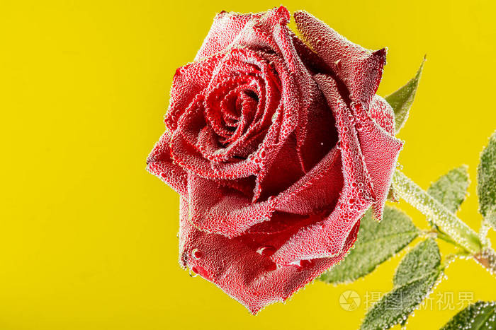 黄底水下布满气泡的红玫瑰