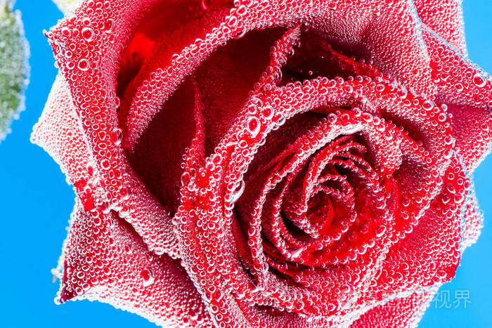 蓝色背景,水下布满气泡的红玫瑰