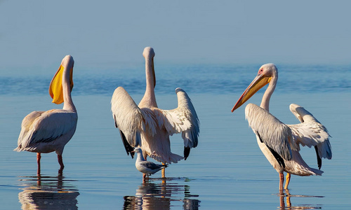 Wild african birds. A group of several large pink pelicans 