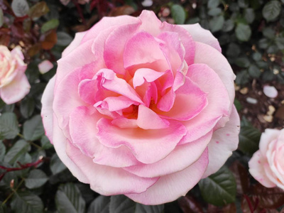 玫瑰 开花 植物 假日 礼物 形象 庆祝 花束 花的 春天