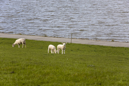 羔羊 柳树 草地 草坪 自然 海岸 弗里西亚 海洋 领域