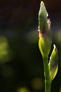 花的 园艺 盛开 植物 植物区系 美丽的 开花 颜色 花园