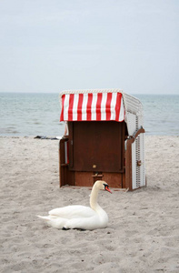 沙滩椅 促进 恢复 海洋 海滩 假日 锁定 海滨 休息 天鹅